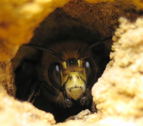 Anthophora plumipes