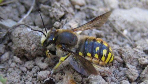 Réf. 29 201 : Anthidium sp.