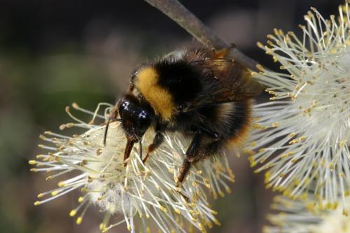Réf. 29 112 : Bombus pratorum