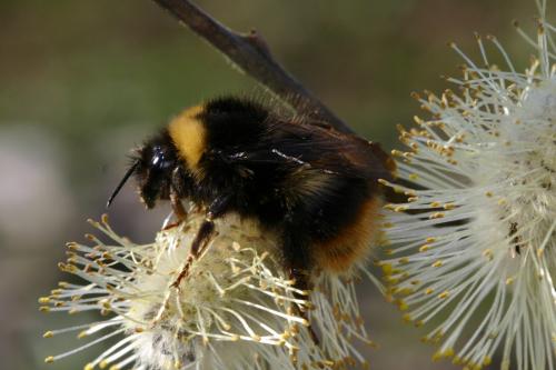 Bombus pratorum