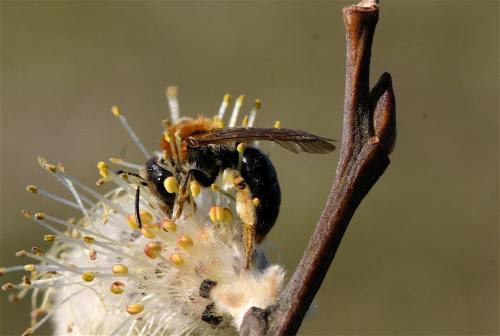 Andrena haemorrhoa
