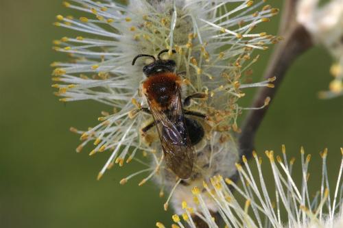 Andrena haemorrhoa
