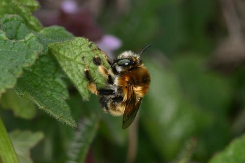 Anthophora retusa