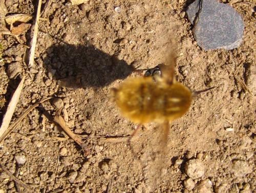 Bombylius sp.