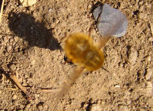 Bombylius sp.
