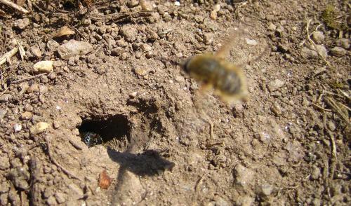Bombylius sp.