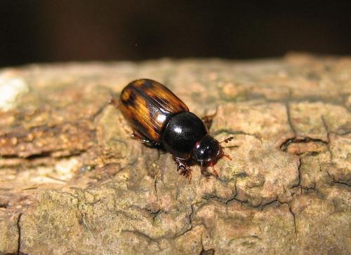 Chilothorax cervorum