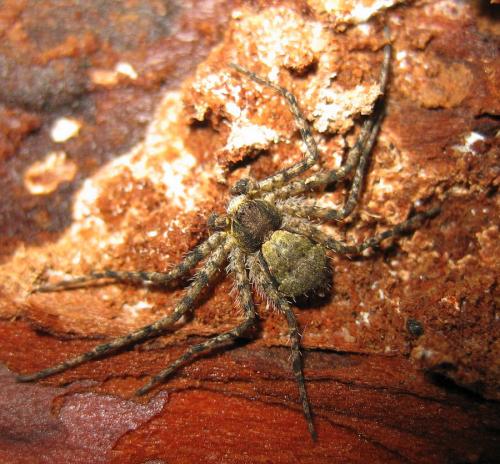 Philodromus margaritatus
