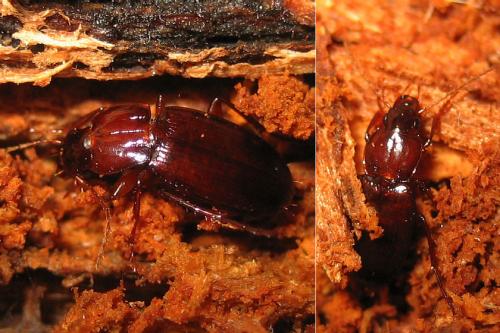 Réf. 29 169 : Platyderus depressus
