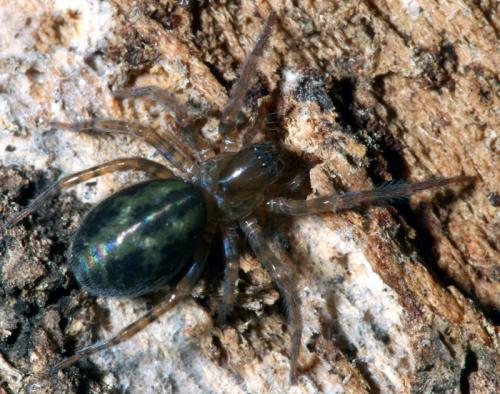 Réf. 29 637 : Amaurobius sp.