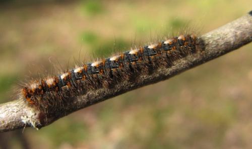 Lasiocampa quercus