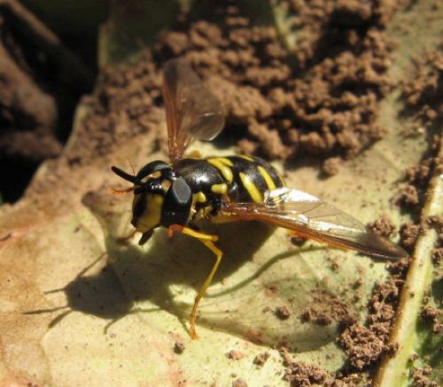 Réf. 29 019 : Chrysotoxum intermedium