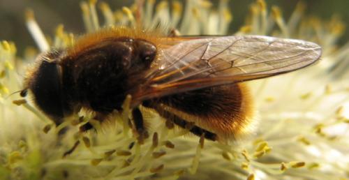 Cheilosia grossa