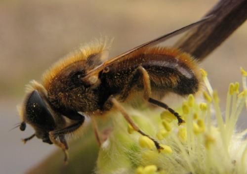 Réf. 29 325 : Cheilosia grossa