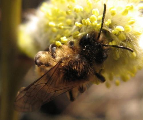 Andrena sp.
