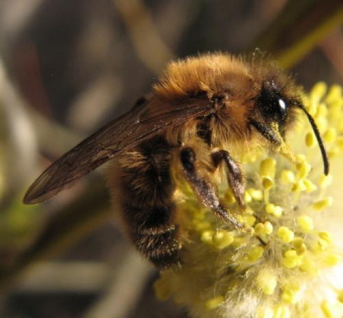 Andrena sp.