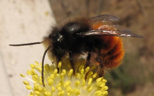Osmia cornuta