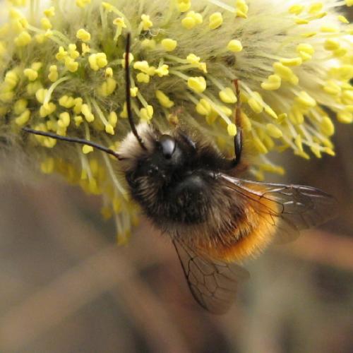 Osmia cornuta