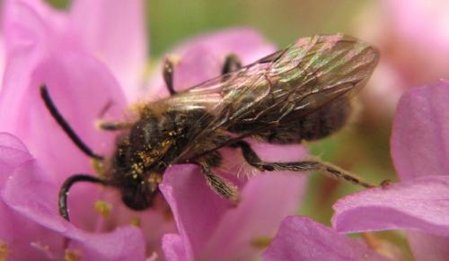 Andrena sp.