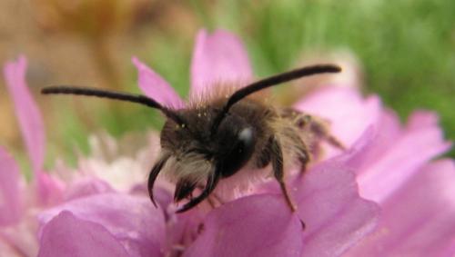 Andrena sp.