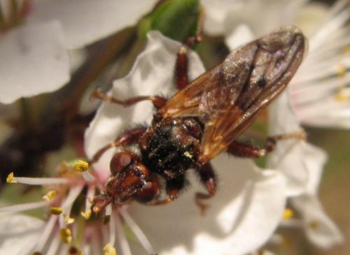 Myopa sp.