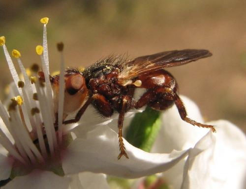 Myopa sp.