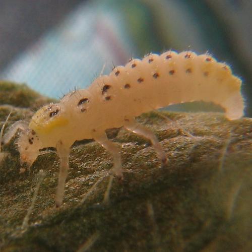 Vibidia duodecimguttata