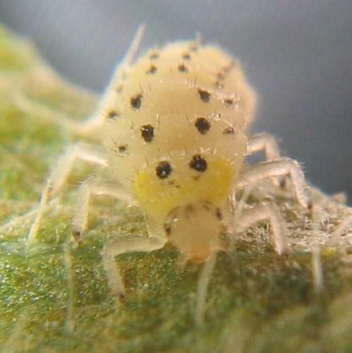 Vibidia duodecimguttata