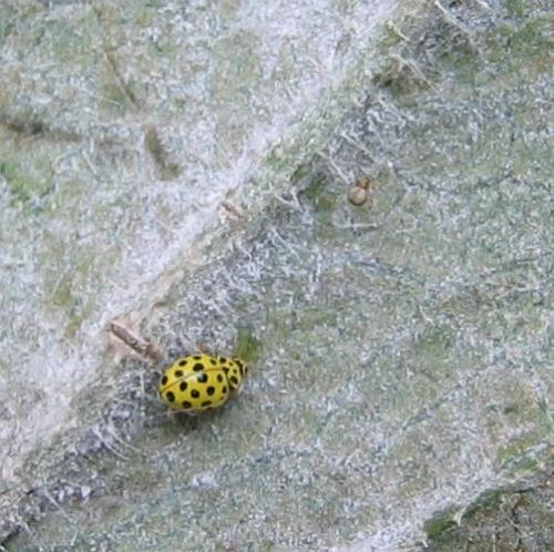 Psyllobora vigintiduopunctata