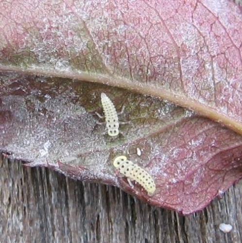 Vibidia duodecimguttata