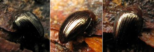 Scaphidema metallica