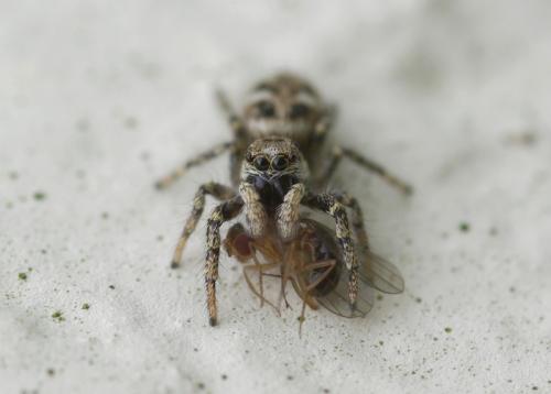 Réf. 29 276 : Salticus sp.
