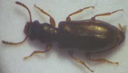 Réf. 29 334 : Sphaeriestes sp.