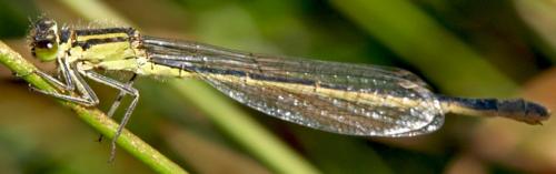Ischnura elegans