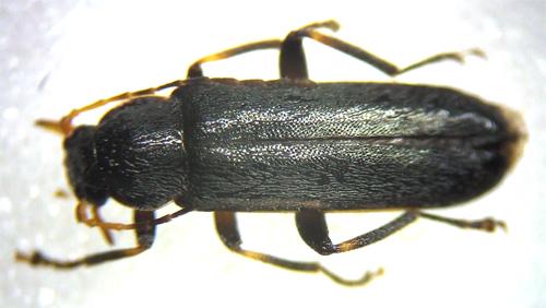 Réf. 29 670 : Osphya bipunctata