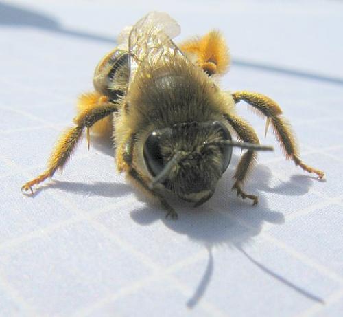 Eucera sp.