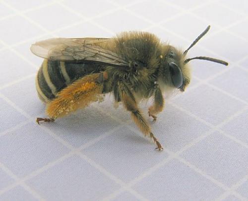 Réf. 29 746 : Eucera sp.