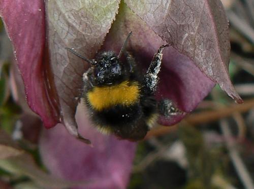 Bombus sp.