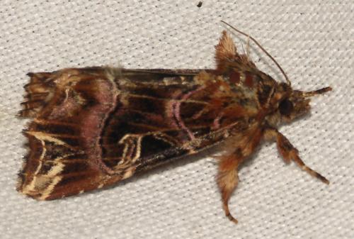 Callopistria juventina