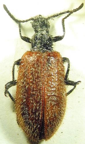 Lagria sp.