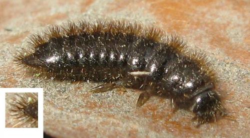 Lagria hirta