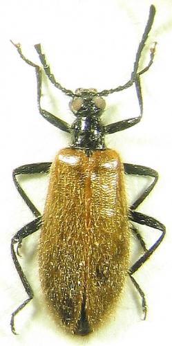 Lagria sp.