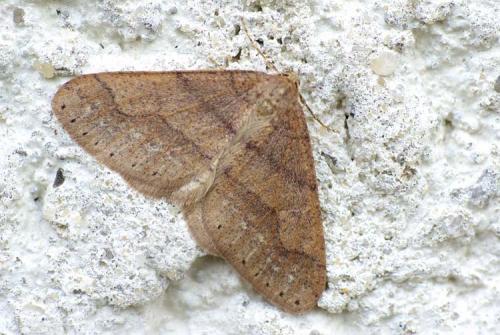 Réf. 29 092 : Agriopis marginaria