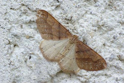 Réf. 29 093 : Agriopis marginaria