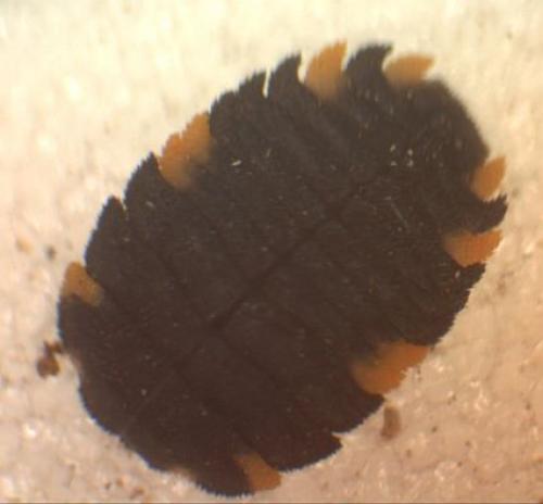 Endomychus coccineus