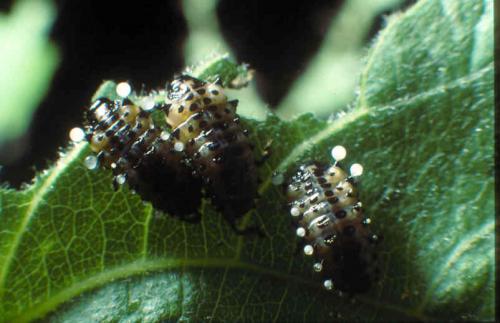 Chrysomela populi