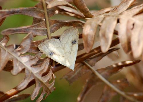 Rivula sericealis