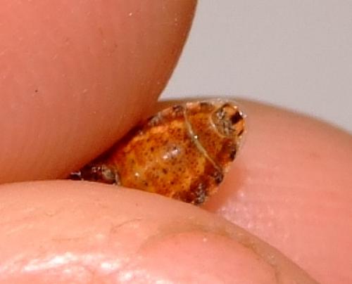 Stictopleurus sp.