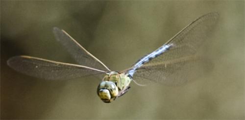Anax imperator