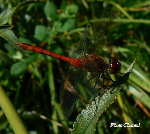 Sympetrum sanguineum